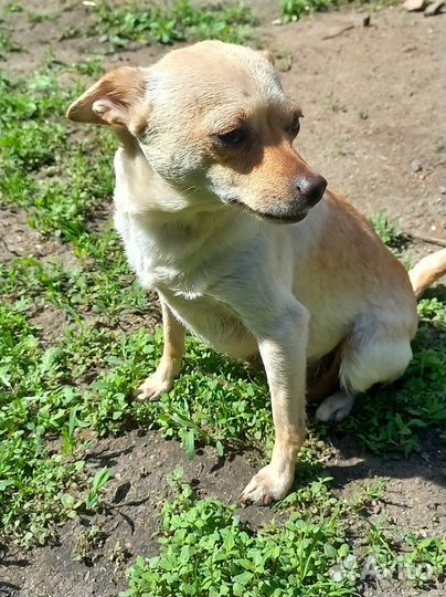 Щенки Помчи