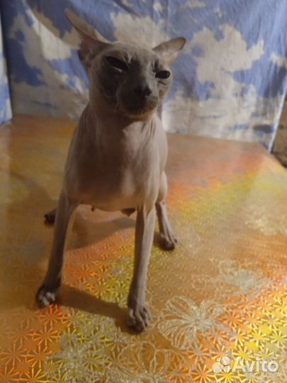 Канадский сфинкс котенок