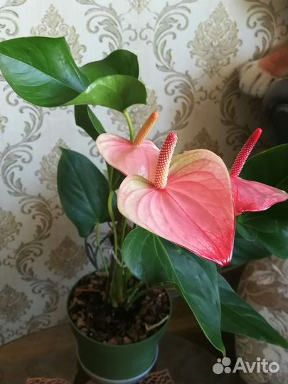 Антуриум Мистик