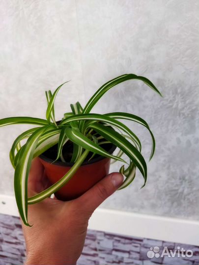 Хлорофитум кудрявый