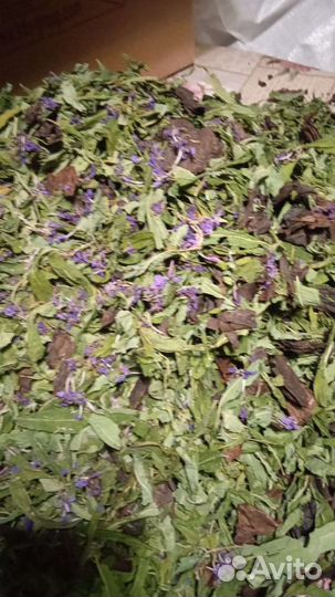 Березовые, дубовые веники