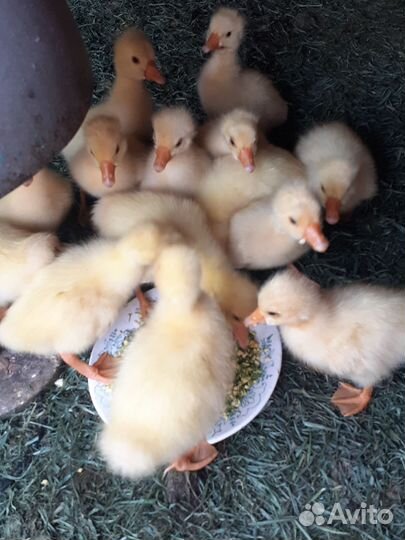 Гусята Линда