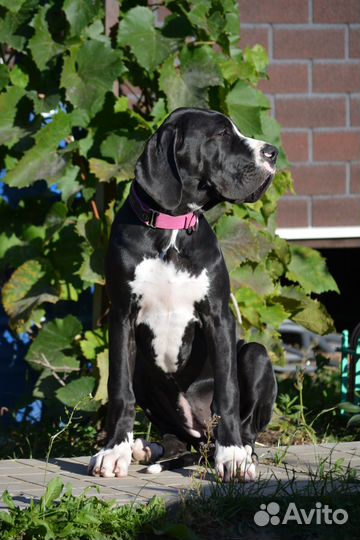 Немецкий дог