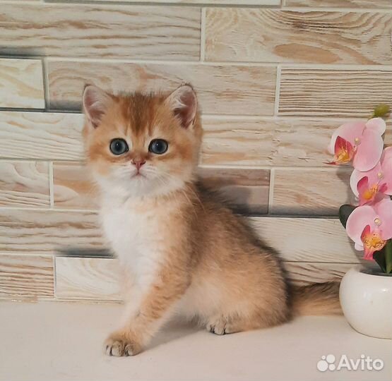 Британские котята