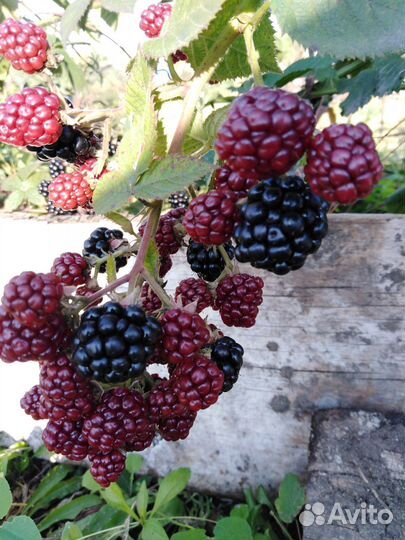 Ежевика саженцы