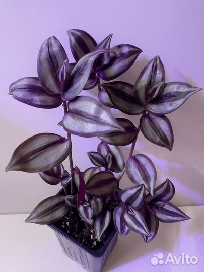 Традесканция