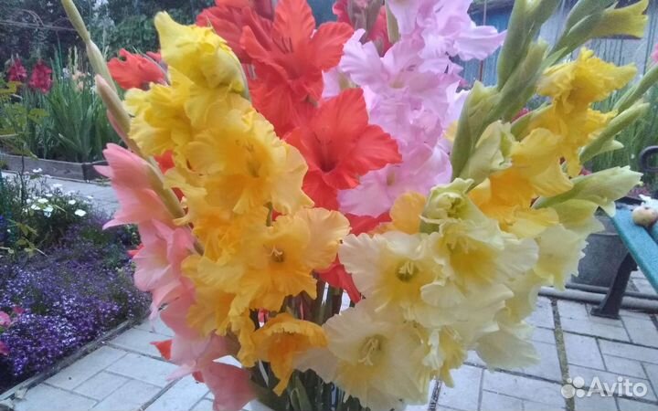 Гладиолусы луковицы