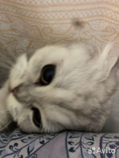 Отдам кошку в добрые руки