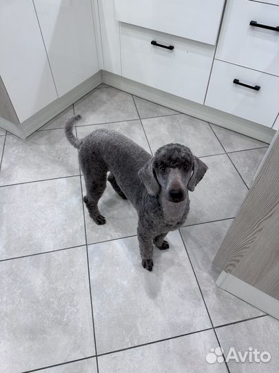 Передержка животных