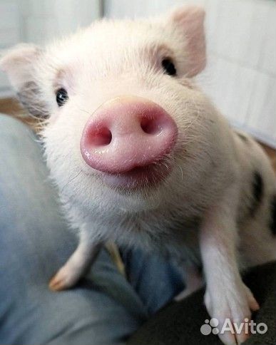 Уход за животными свинокомплекс