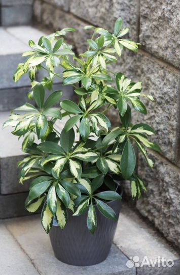 Шеффлера вариегатная