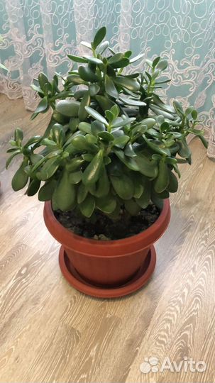 Крассула толстянка