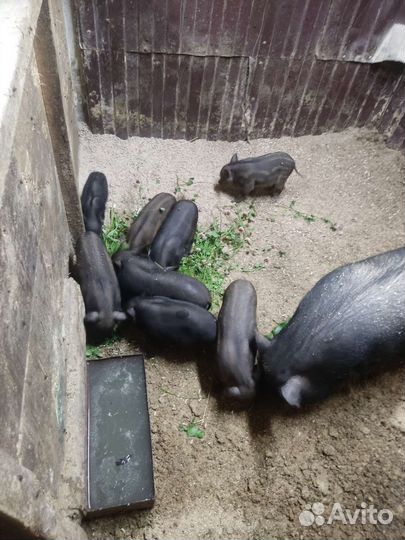 Кармалы (вьетнамский вислобрихий + мангалица)