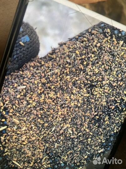 Продам семена люцерны сорта,Вега