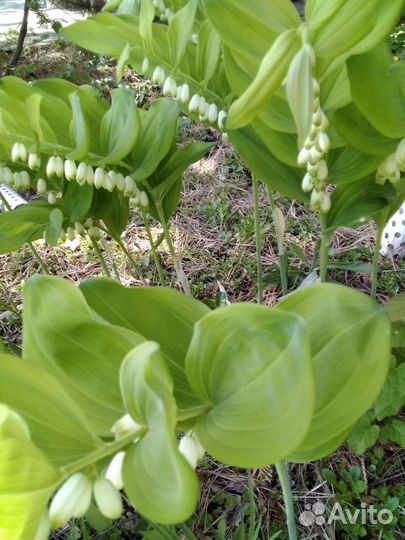 Купена аптечная