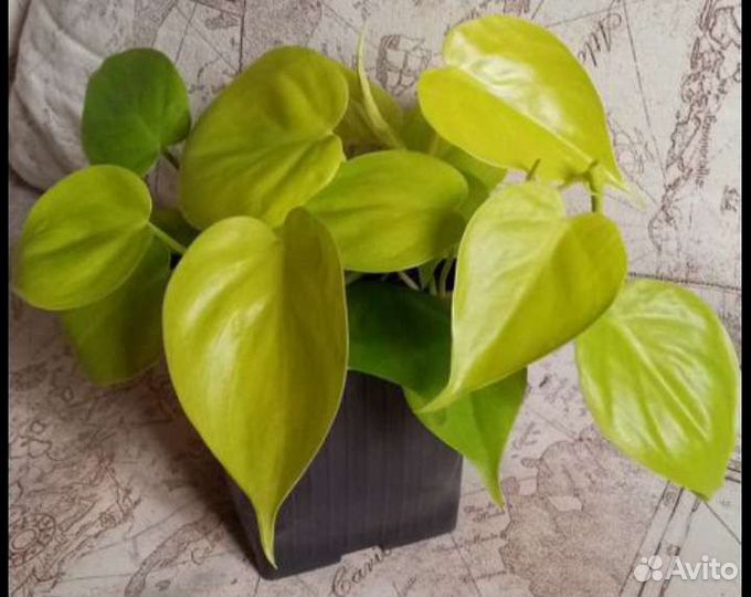 Филодендрон лимон лайм