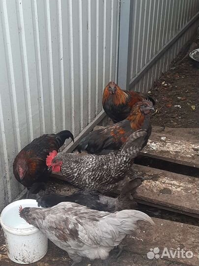 Молодые петухи