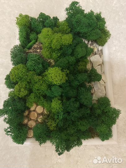 Картина из стабилизированного мха