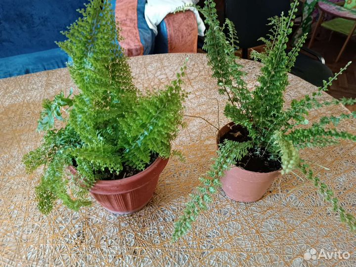 Комнатные растения