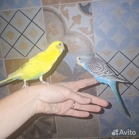 Молодежь волнистого попугая