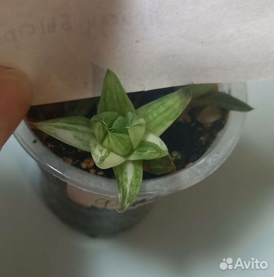 Красснула Хавортия вар Адениум