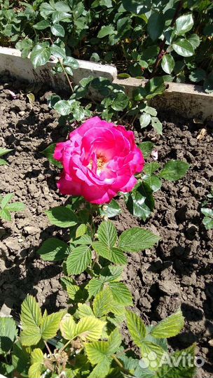 Саженцы Роз 7 сортов