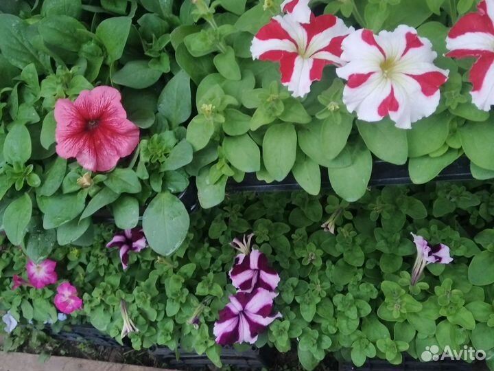 Петуния кустовая