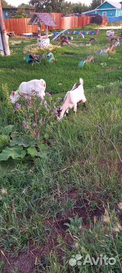 Козлик и козочки от дойной козы