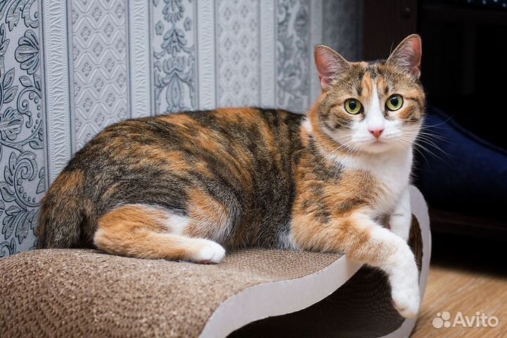 Кошки в добрые руки