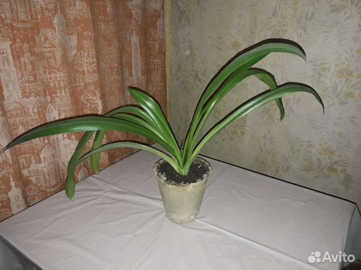 Комнатные цветы Лилия