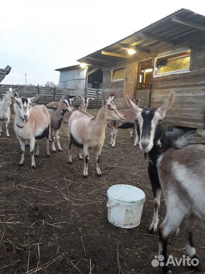 Альпийские козы