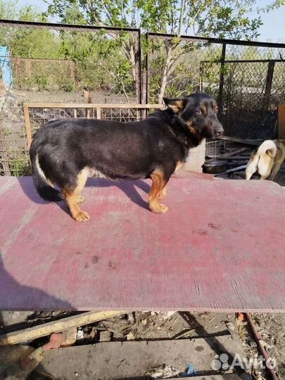 Маленькая собака коротколапик в добрые руки