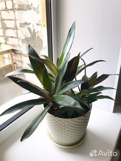 Традесканция Рео