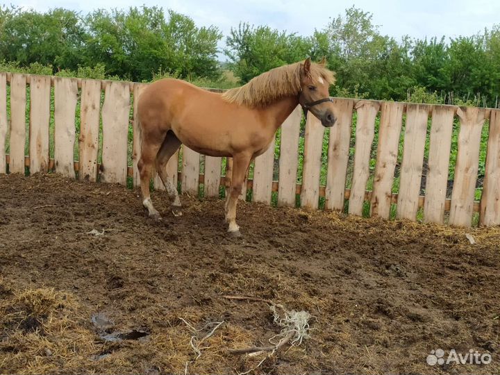 Кобылка. Тяжеловоз
