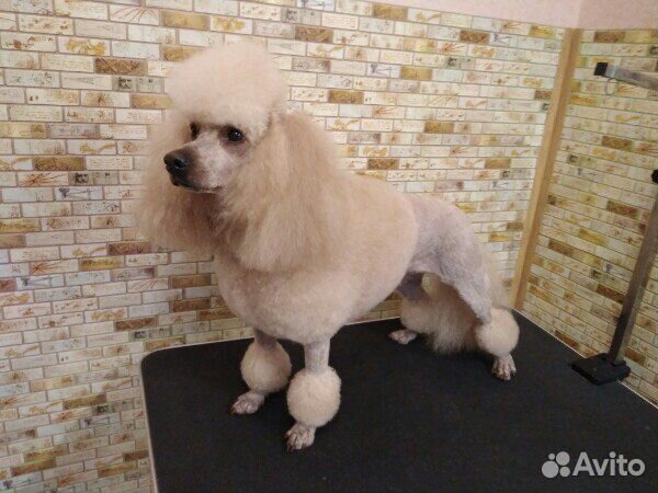 Стрижка собак. Все породы. Вычëсывание пуха шерсти