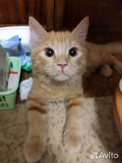 Передержка животных