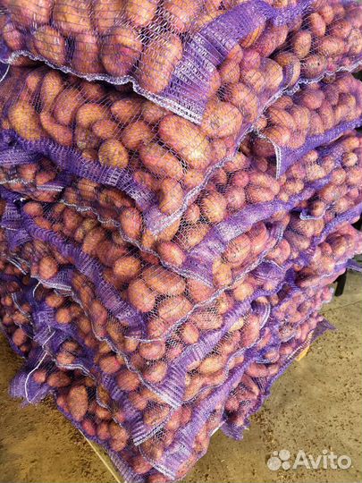 Картофель оптом. Урожай 2023 года