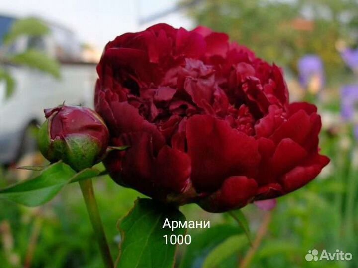 Пастелеганс и другие пионы