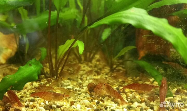 Аквариумные креветки