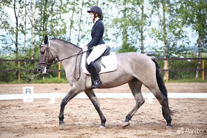 Лошадь редкой мышастой масти