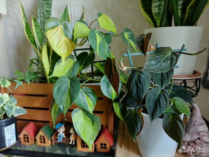 Филодендроны