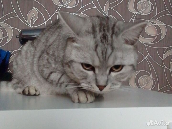 Кот шотландец