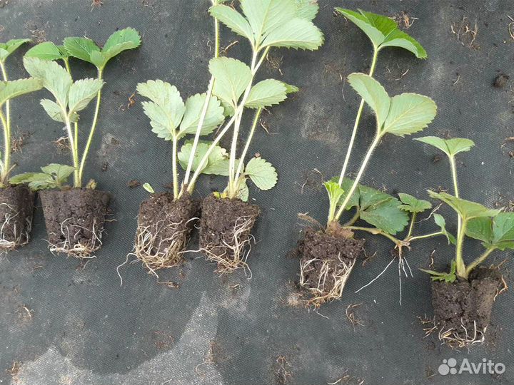 Рассада клубники. Для теплиц