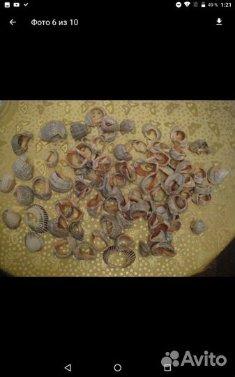 Ракушки/камни из Сочи,для коллекции и творчества