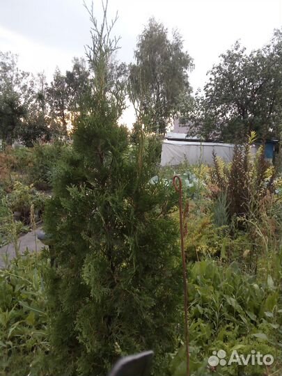 Туя сорта Колумна 1.6 метра