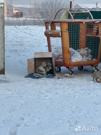 Щенки в добрые руки