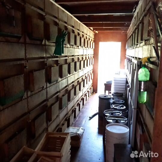 Пчелопавельон пчёлы