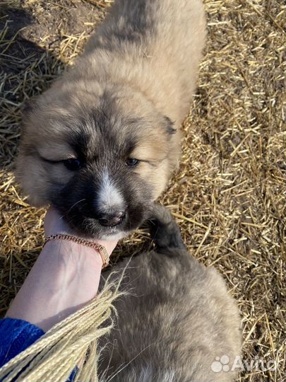 Щенки кавказ