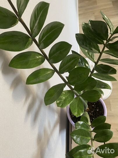 Замиокулькас вариегатный