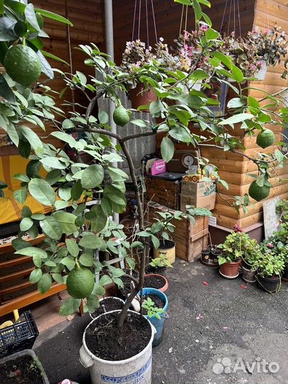 Лимонное дерево с плодами